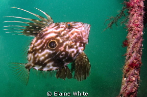 John Dory on the wreck of the Fleur d Llys, Swanage by Elaine White 